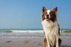 开云体育下载-绿茵场外的博弈，德甲争冠战与沙特强行终结南非的全球叙事