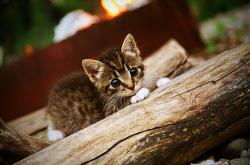 开云体育入口-加克波爆发破局，巴拉圭节奏大师掌控哥斯达黎加