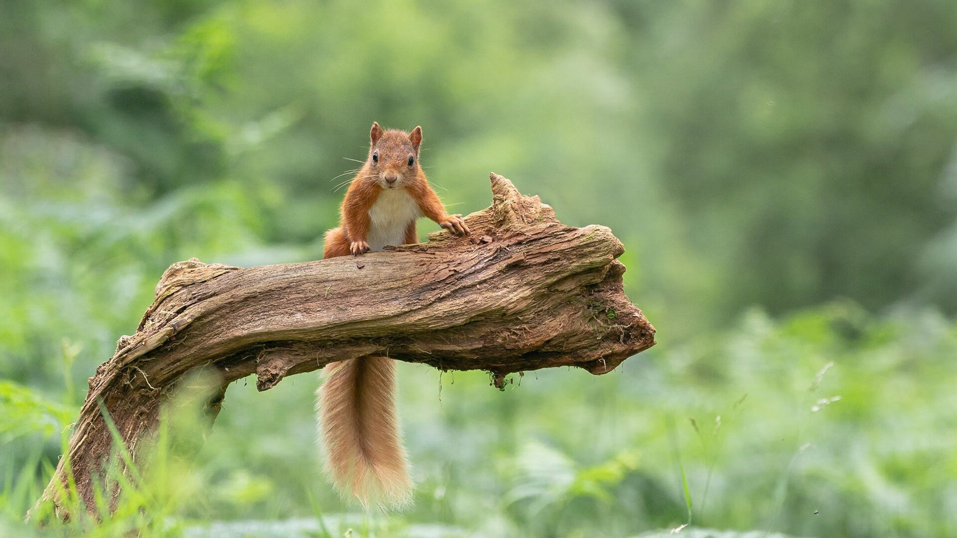 鹈鹕展翅撕裂热火防线,英格拉姆无解单打诠释巨星价值